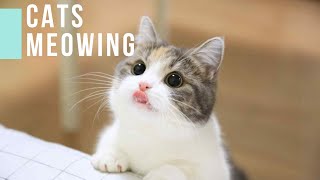 Vivipet Cute Cat Meow Hd Sound Effect