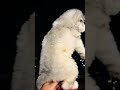 Siberian Husky male Blue Eyes Gayatri pet shop pandharpur &amp; pune 9529626115