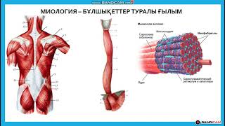 Миологияға кіріспе. Бұлшықеттер, жалпы сипаттамасы. Бас аймақтары.