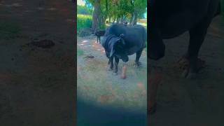 Vinay pratap dairy farm #viral trending #video