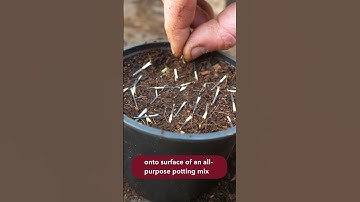 The Ultimate Companion Flower!