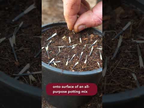 Video: Información de la planta Bistort - Consejos para cultivar flores Bistort en jardines