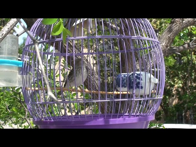 Grey Singer Finch - Best singer bird class=