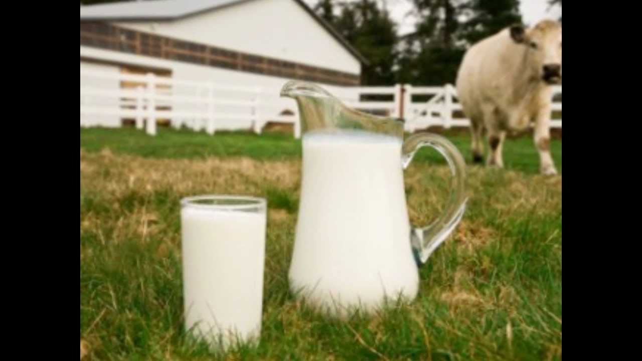 Lets Legalize It! The NEW Raw Milk Song YouTube