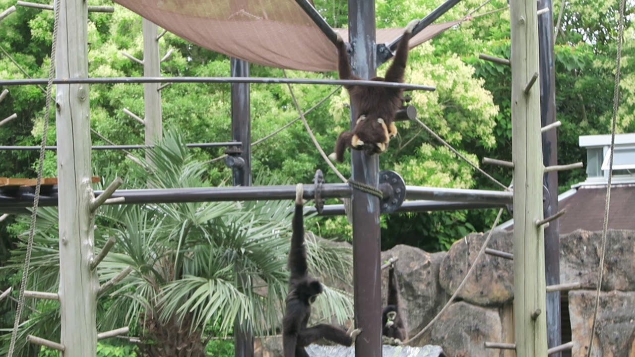 #3 June 2019 at Noichi zoological park, Kochi, Japan