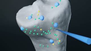 Meet The Mako With Dr. Brandon Lentine