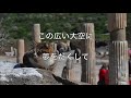 旅立ちの日に【歌詞付き】