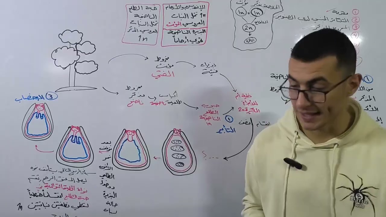 عاريات البذور | مراحل الالقاح |