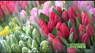 Wszystko o uprawie tulipanów (część 1/2) - Uprawiamy Biznes