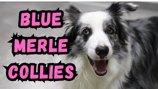 Cooldown with this compilation of BLUE MERLE COLLIES