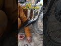 Dom Rubber    #BikeRepair#BikeMechanic#DomRubber#TailRubber#BikeMudguard#viralvideo