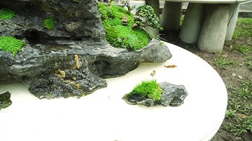 [Tiểu Cảnh] - Hòn non bộ Bến Xuân | Hội Nuôi Trồng