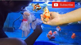 FANCY GOLDFISH AT KOLKATA | BIGCHAN BROTHERS | #goldfish #goldfishtank #bigchan_brothers