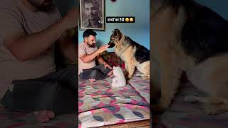 German Shepherd – Cute bhi aur Protective bhi 🐾❤️ #germanshepherd #dog #doglove #loyaldog #pets