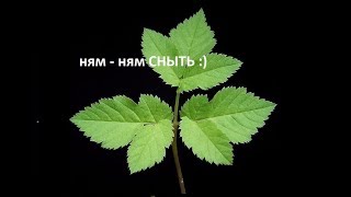 117. СНЫТЬ — интересные факты 117. СНЫТЬ — интересные факты