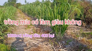 trồng mía có làm giàu không.