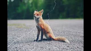Cool Fox Edit