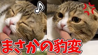 あくびした瞬間に指ズボされた猫【スコティッシュフォールド】【Scottish Fold】