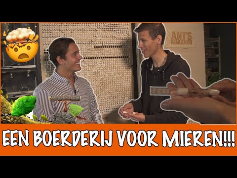 Video: Maak termiete speldegate?