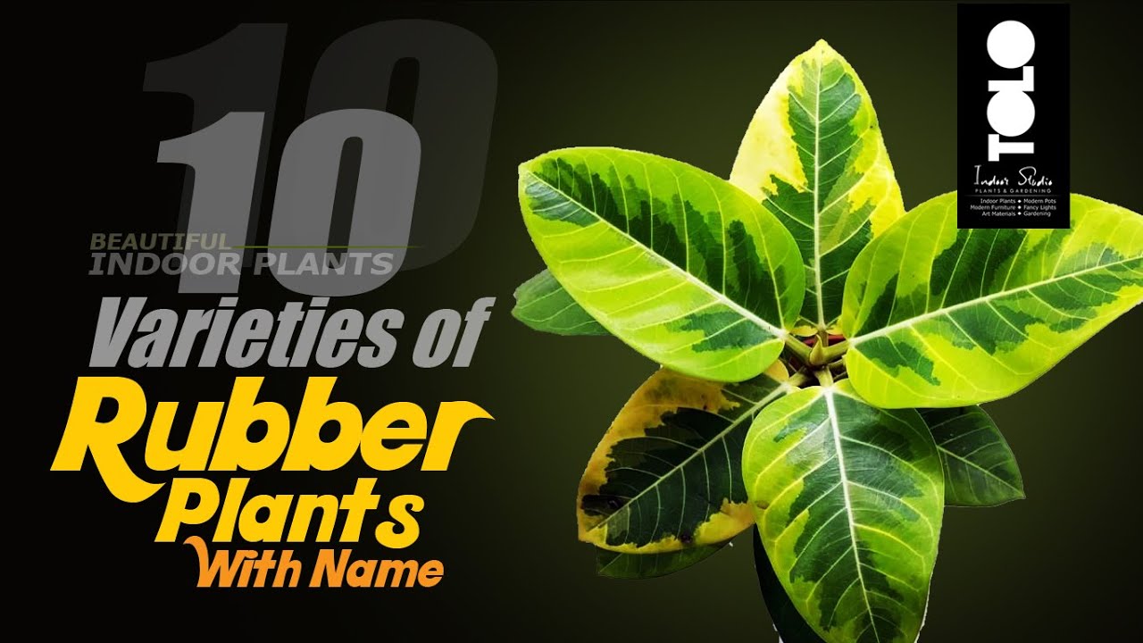 10 Varieties of Rubber Plants with names Most Beautiful Indoor Rubber Plants YouTube