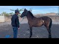 1ra Doma a una Potra Recién Destetada 🐴.... Video 1 de 3