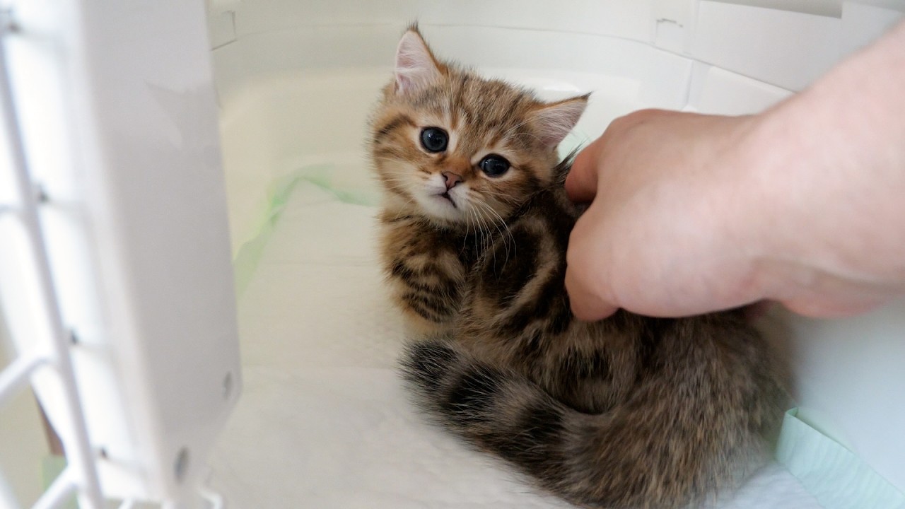 Cute kittens seeing off their friend heading to a new home...