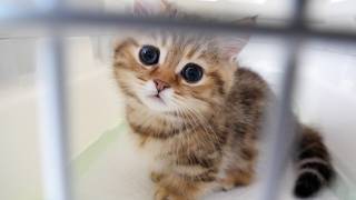 Cute kittens seeing off their friend heading to a new home... Cute kittens seeing off their friend heading to a new home...