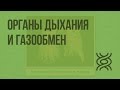 Органы дыхания и газообмен. Видеоурок по биологии 7 класс