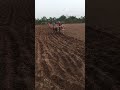 Traditional Desi Bull Farming in India #indianfarmers #villagelifestyle #traditionalagriculture