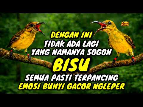 Jebol birahi dan emosi‼️ Pancingan sogon agar bunyi gacor