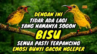 Download Lagu Jebol birahi dan emosi‼️ Pancingan sogon agar bunyi gacor MP3