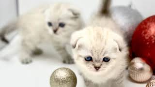 Scottish Fold Christmas Greeting Cards by Luxury Kittens Scottish Fold 535 views 4 years ago 2 minutes, 6 seconds