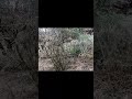 ちびっこ猪は速い #猟犬 #猪