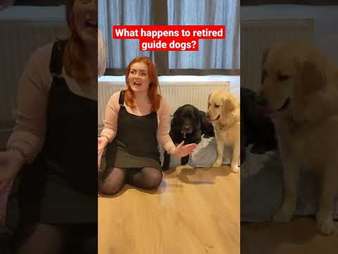 वीडियो: गाइड कुत्ते: जब वे रिटायर होते हैं तो क्या होता है?