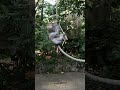 Long-Tailed Macaques at play: Monkey Forest Ubud Bali