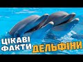 Цікаві факти про ДЕЛЬФІНІВ Цікаві факти про ДЕЛЬФІНІВ