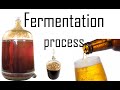 Fermentation process | fermentation biology in yeast