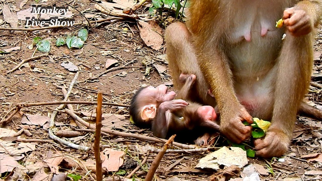 Poor baby Rainbow cry very angry her mother Rose blocking her on ground
