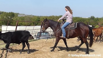 Diablo Doc King - working cows! - ValleyViewRanch.net