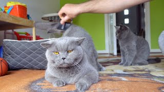 Blue British Shorthair Cats - Pampering