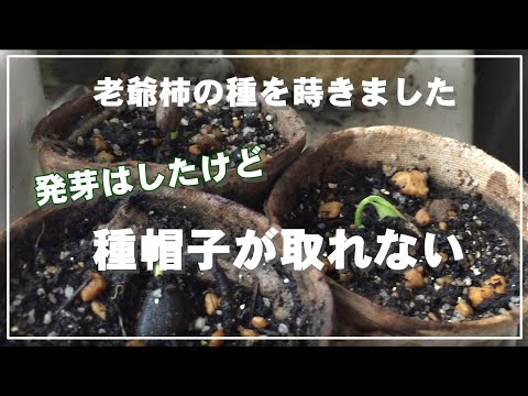 老爺柿　将来有望 老爺柿 将来有望 【公式通販】