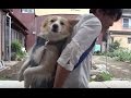 犬おんぶリュック 中型犬「１８㎏」背負うよ！