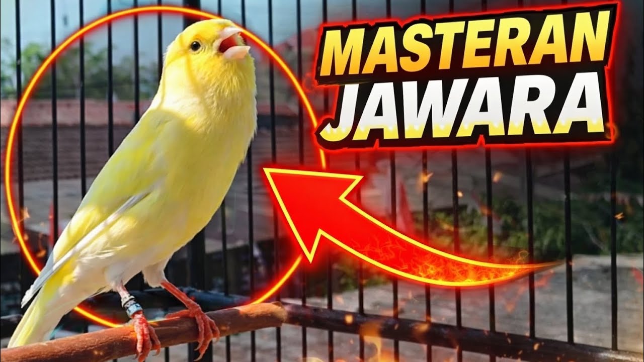 MASTERAN JAWARA 🔥 Kenari Gacor Panjang Bikin Mental Naik!