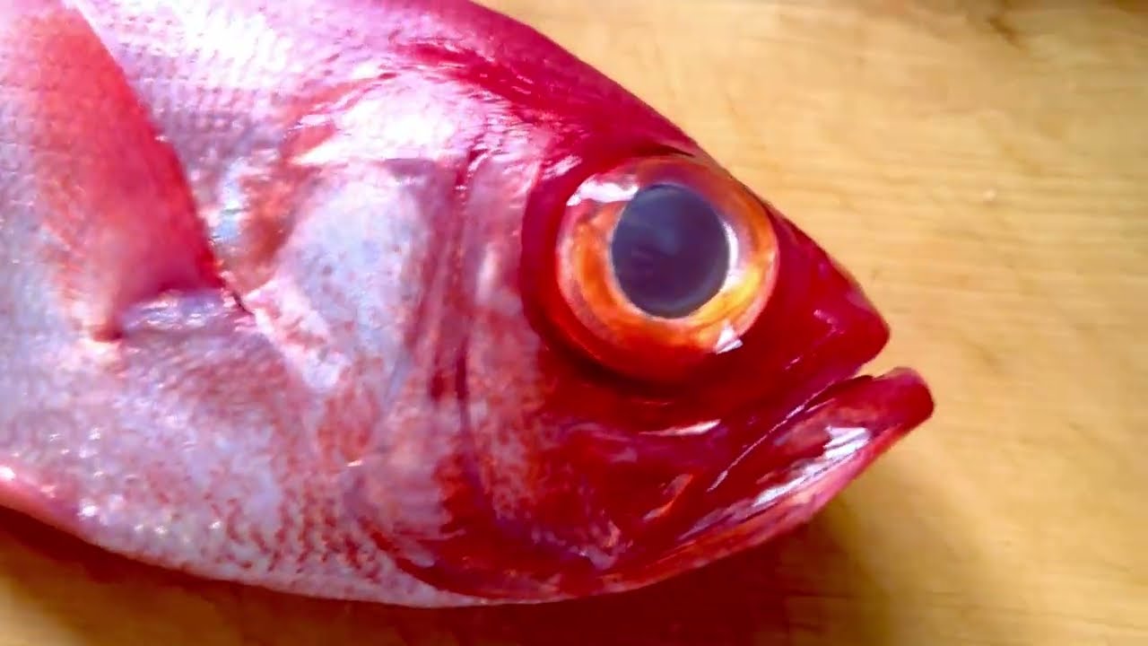 小坪太郎丸に乗って三浦半島沖で深海釣り（キンメ、深海サバ狙い）2024年5月2日（木）