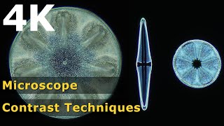 4K | Microsope Contrast Techniques Compared (Diatoms)