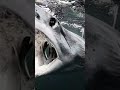 Mako Shark (Face Shark Part 2)