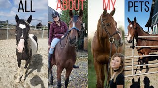 All About ALL of My Horses/Pets