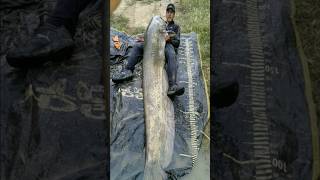 El Pez Siluro Más Grande del Mundo 🐟🐟🐟.