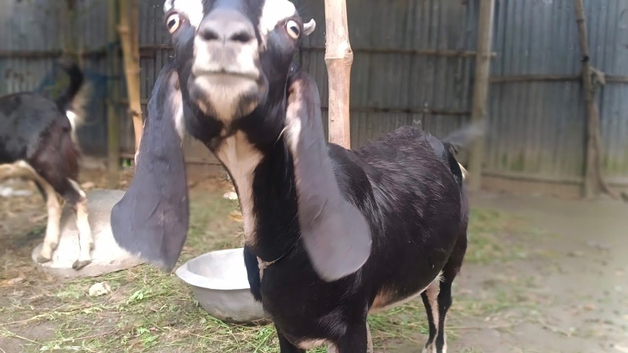 Goat Sounding, moaning, standing and moving video.#goat sound #goat videos #goat 