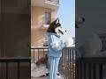 Fox aur Bird Ice main Masti Karte Hue